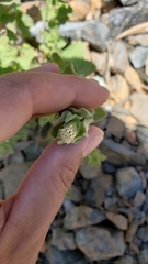 Brickellia greenei