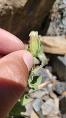 Brickellia greenei