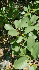 Frangula purshiana ultramafica