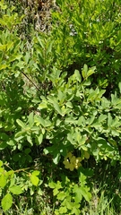 Frangula purshiana ultramafica