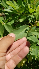 Frangula purshiana ultramafica