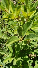 Frangula purshiana ultramafica