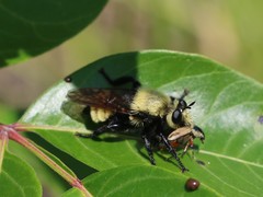 Laphria posticata