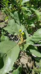 Frangula purshiana ultramafica