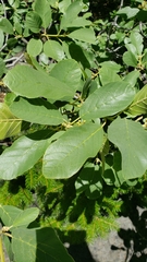 Frangula purshiana ultramafica