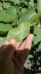 Frangula purshiana ultramafica