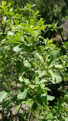 Frangula purshiana ultramafica