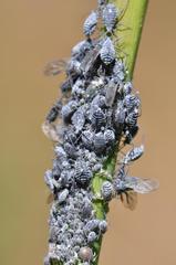 Braggia longicauda