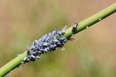 Braggia longicauda