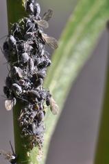 Braggia longicauda