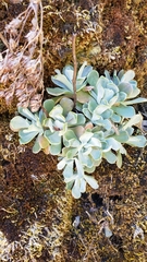 Sedum albomarginatum