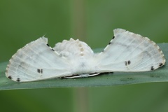 Penicillifera apicalis