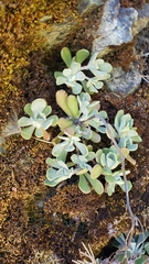 Sedum albomarginatum