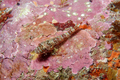 Karalepis stewarti