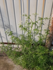 Sphallerocarpus gracilis