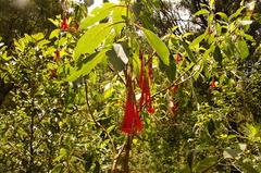 Fuchsia boliviana luxurians