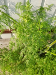 Sphallerocarpus gracilis