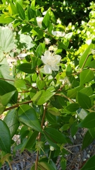 Myrtus communis