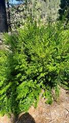 Myrtus communis