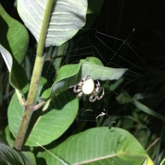 Araneus trifolium