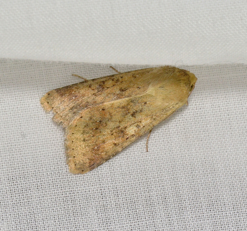Native Budworm