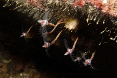 Ectopleura