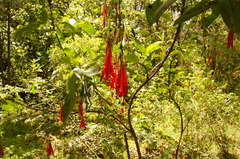 Fuchsia boliviana luxurians