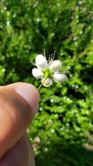 Myrtus communis