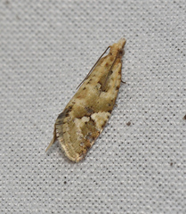 Euphona euphona