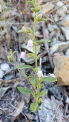 Sairocarpus vexillocalyculatus breweri
