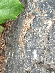 Sceloporus occidentalis