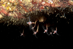 Ectopleura