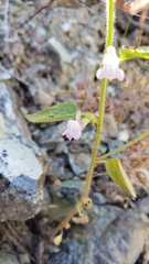 Sairocarpus vexillocalyculatus breweri