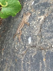 Sceloporus occidentalis