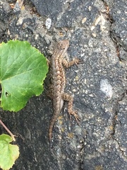 Sceloporus occidentalis