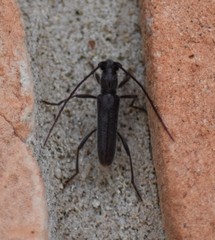 Aneflomorpha tenuis