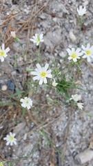 Malacothrix floccifera