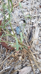 Malacothrix floccifera