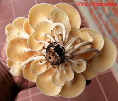 Lentinus concavus