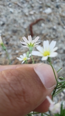 Malacothrix floccifera