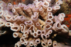 Callyspongia latituba