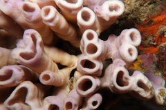Callyspongia latituba