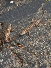 Sceloporus occidentalis