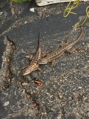 Sceloporus occidentalis