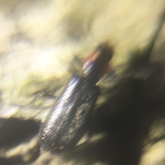 Placopterus thoracicus