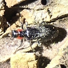 Placopterus thoracicus