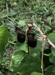 Libellula luctuosa
