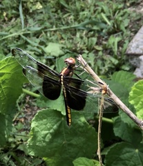 Libellula luctuosa