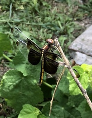 Libellula luctuosa