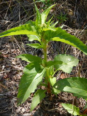 Koenigia alaskana